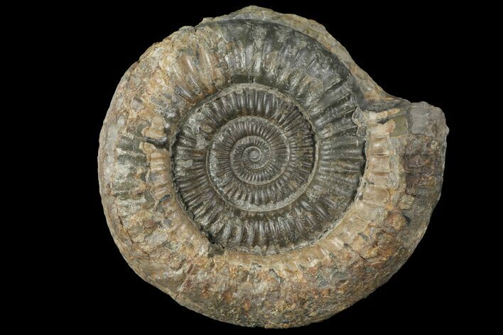 Dactylioceras Ammonite Fossil - England #100476